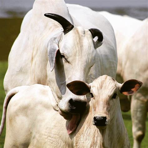 Bezerro Do Cedo Como E Por Que Produzir Esse Animal Conteúdo E