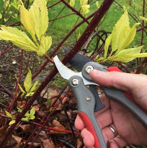 How To Prune Garden Plants Ultimate Beginner Pruning Guide Artofit