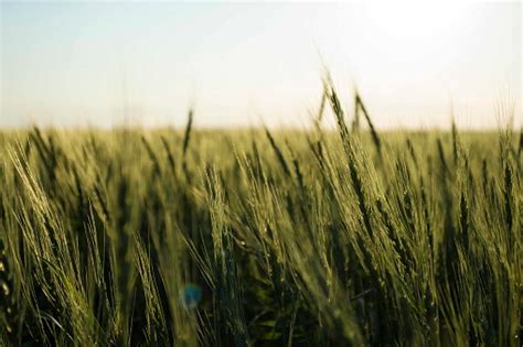 field  durum wheat naturally grown wheat stock photo  image