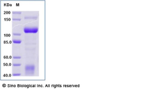 Sino Biological Human C Met HGFR Protein Fc Tag Quantity Each Of