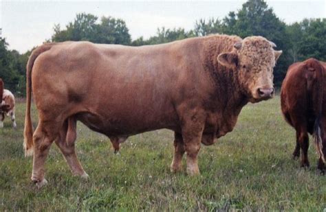 Beefalo - Alchetron, The Free Social Encyclopedia