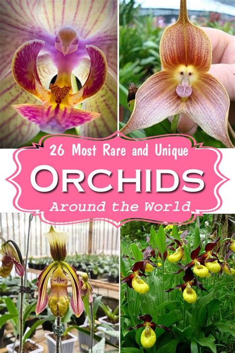 26 Most Rare and Unique Orchids Around the World