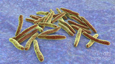 Tuberculosis Bacteria #66 by Kateryna Kon/science Photo Library