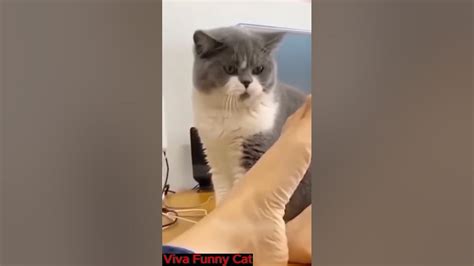 Funny Cats Compilation 11 Youtube