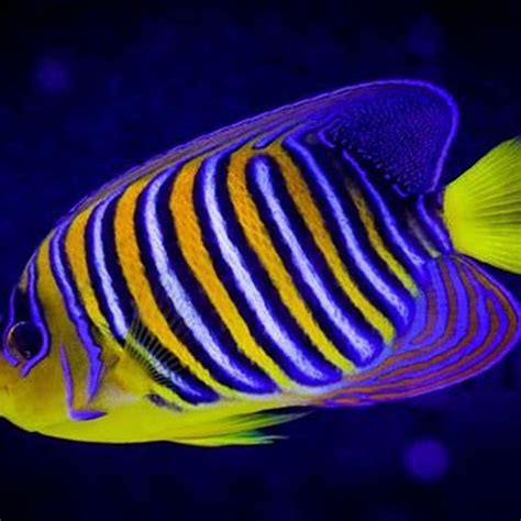 Are saltwater Angelfish reef safe? - DIY Seattle