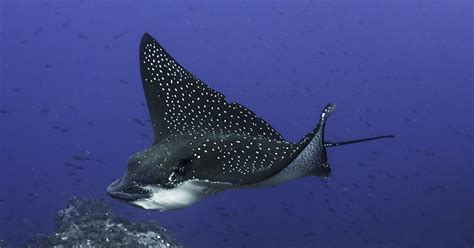 In Alabama Rare 400 Pound Spotted Eagle Ray Jumps Into Boat Gives