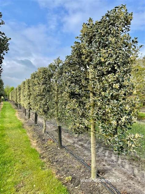 Ilex Golden Van Tol Hulst Leibomen Boomkwekerij En Tuincentrum De