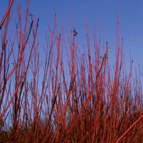 Cornus Sericea Cardinal Red Twig Dogwood 4 Etsy