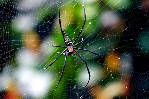 Aranha Gigante Inseto Teia Foto Gratuita No Pixabay Pixabay