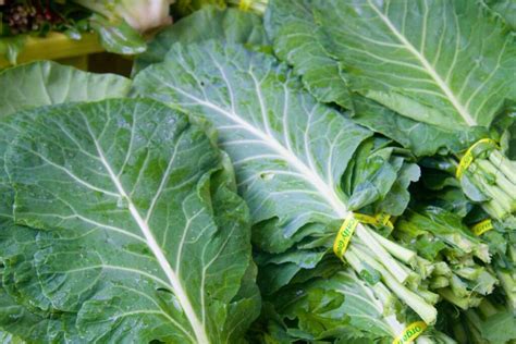 Collard Greens Your Guide To A Successful Fall Harvest