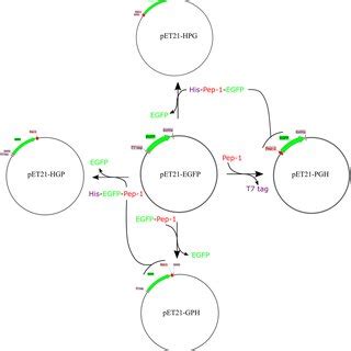 Schematic diagram of the procedure for plasmid construction. | Download ...