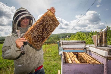 Le métier dapiculteur pour être proche du monde des abeilles