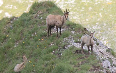 Anello Del Monte Bove Nel Regno Dei Camosci Escursionismo It