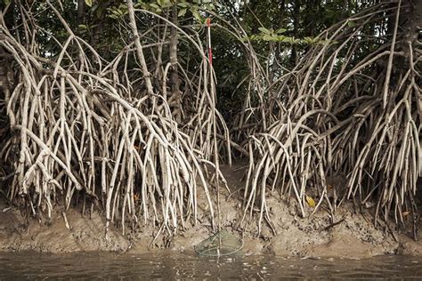 Menjaga Habitat Mangrove Meraih Asa Di Delta Kayan Sembakung Semua