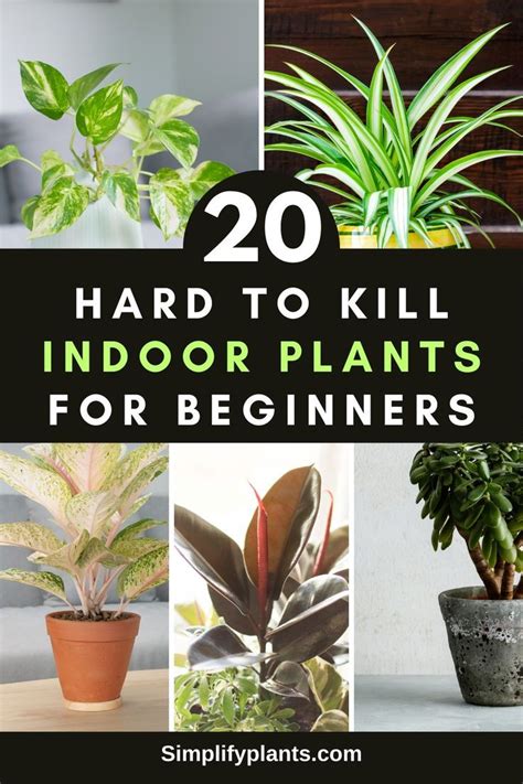 20 Easy Care Indoor Plants For Beginners In 2024 Low Maintenance Indoor Plants Easy Care