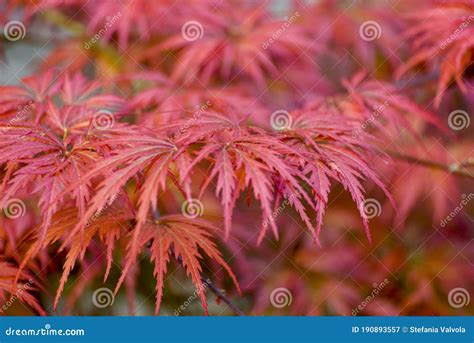 Japanese Maple Acer Palmatum Close Up Of Red Maple Leaves On The Tree Stock Image Image Of