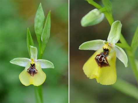 Ophrys Lacaitae