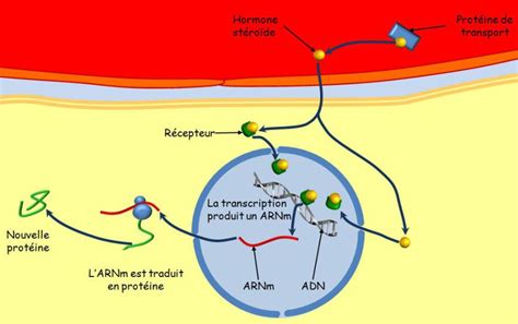 Physiologie des systèmes intégrés les principes et fonctions