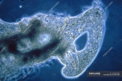 Light Micrograph Of Single Celled Amoeba Engulfing Protozoan Paramecium