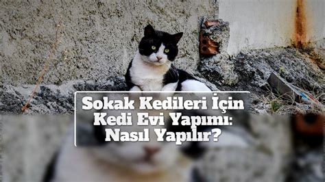 Sokak Kedileri In Kedi Evi Yap M Nas L Yap L R