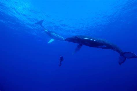 Kim Jeffries Describes Capturing ‘incredible Animal Journeys