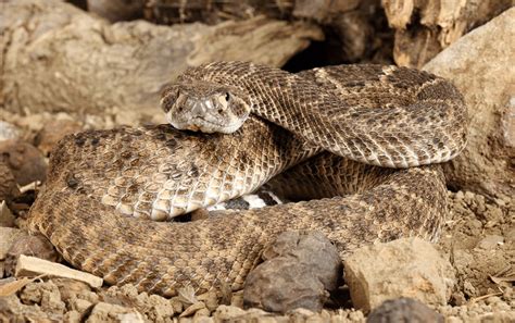 Common Backyard Snakes In Texas | Fasci Garden