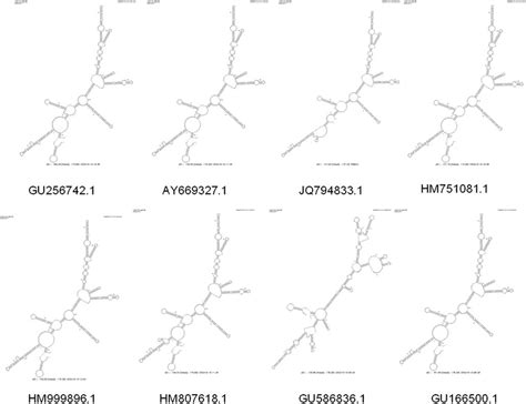 Secondary Structures Of Rrna Complete Stretch Of Its1 5 8s Its2 Download Scientific Diagram