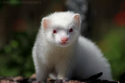 Silver Ferret Gomesia by 1ShiningMoon on DeviantArt