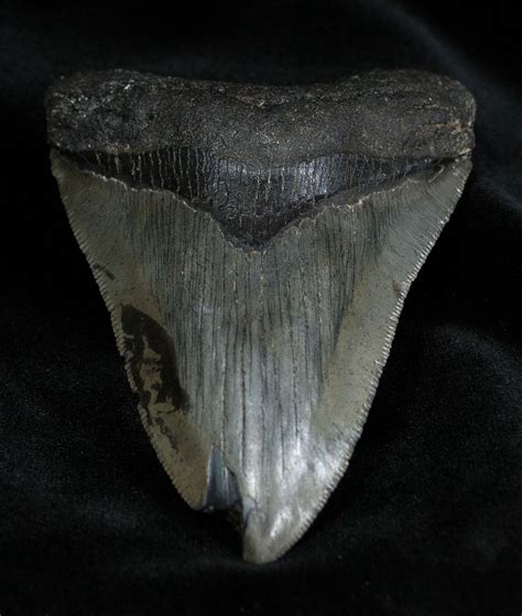 List Pictures Pictures Of A Megalodon Tooth Latest