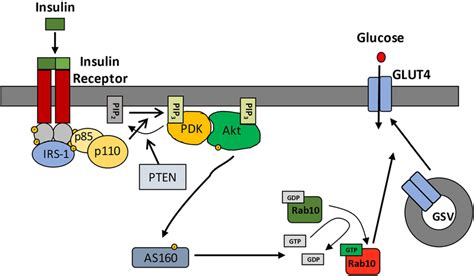 Insulin Resistance Pathway