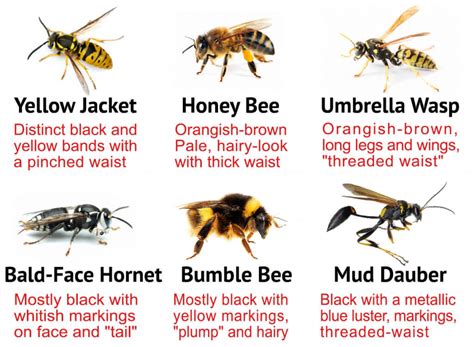 Types Of Bees Everything You Need To Know About Them