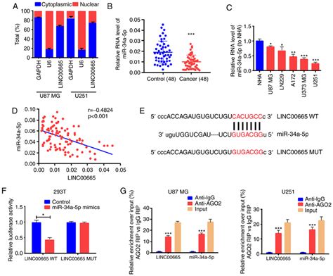 Linc Directly And Mutually Acts With Mir A P A Cytoplasmic