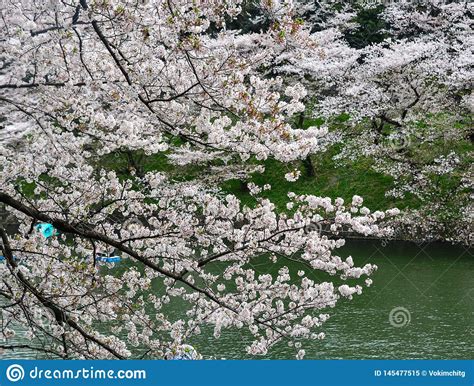 Flor De Cerezo En Tokio Jap N Imagen De Archivo Imagen De Cultura