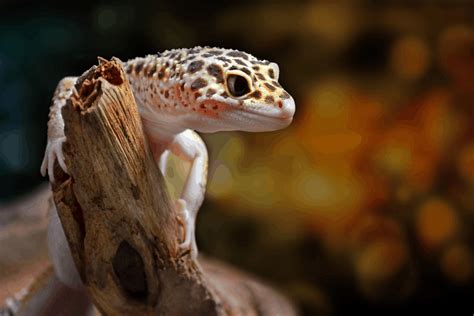 25 Best Leopard Gecko Morphs (With Pictures)