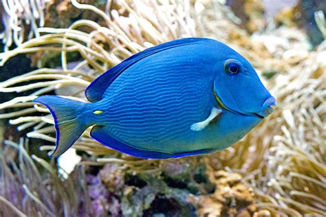 Acanthurus Coeruleus Monaco Nature Encyclopedia