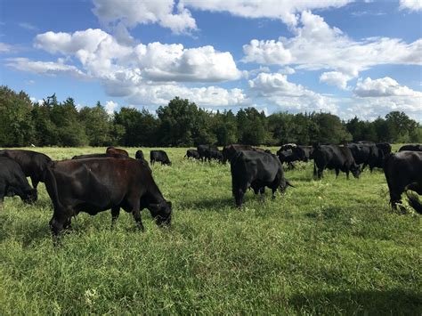 Box M Ranch Pasture Raised Beef Localharvest