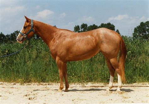 The American Quarter Horse Horse Fencing