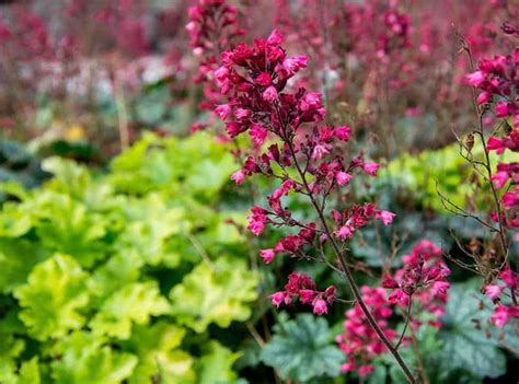 Heuchera Buying & Growing Guide | Trees.com