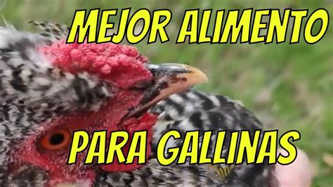 Comida Para Gallinas Como Alimentar Gallinas Ponedoras Youtube