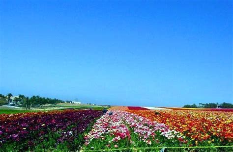 The Flower Fields At Carlsbad Ranch Carlsbad California