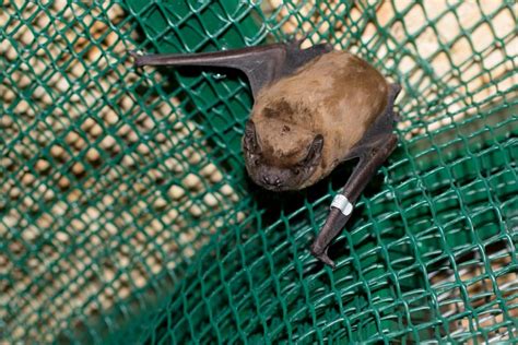 Results Of Bat Release Fest In Kharkiv Ukraine 2019 Ukrainian Bat Rehabilitation Center