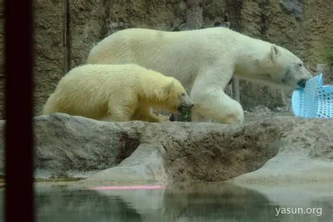 旭山動物園のホッキョクグマ親子ピリカ・ゆめを撮影してきた【観に行くなら今】 Yasunblog