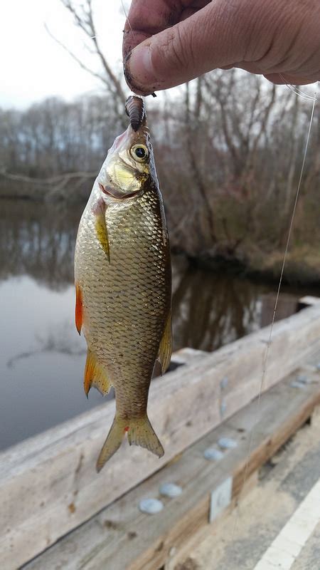 Large Shiner Bait