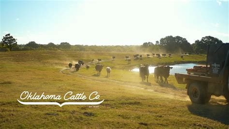 Oklahoma Cattle Co Cattle Ranch Atoka Oklahoma YouTube