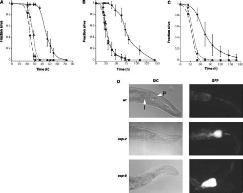 A Conserved P Map Kinase Pathway In Caenorhabditis Elegans Innate