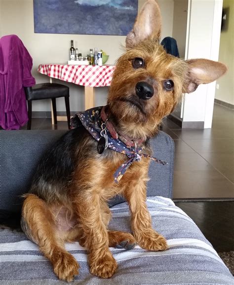 Whiskey - Contest Entry #71257 - Modern Dog Magazine