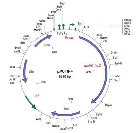 Pmutin4载体质粒图谱 优宝生物