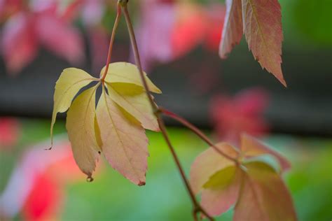 Wallpaper Sunlight Garden Nature Park Branch Green Yellow