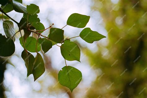 Premium Photo | Green plant leaves texture