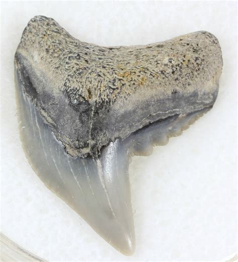 Colorful Fossil Tiger Shark (Galeocerdo) Tooth - Virginia For Sale (#34788) - FossilEra.com